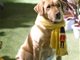 神犬小七扮演者是谁？神犬小七拉布拉多犬智商高吗？