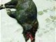 贵州六旬老汉血战野猪8小时 三度昏迷均被咬醒