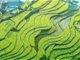 中央一号文件推进农村高额彩礼治理
